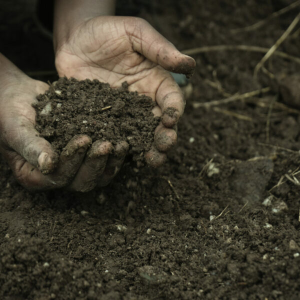 hands embracing dark soil The Harmony Project