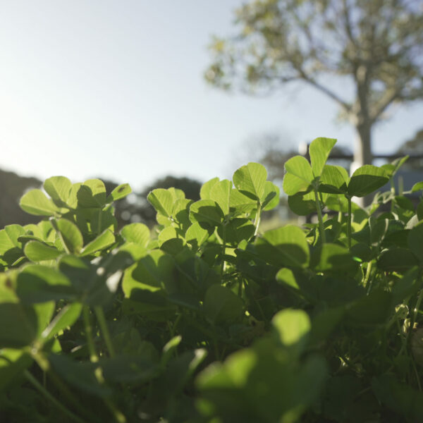 clovers in the grounds at Kwendalo