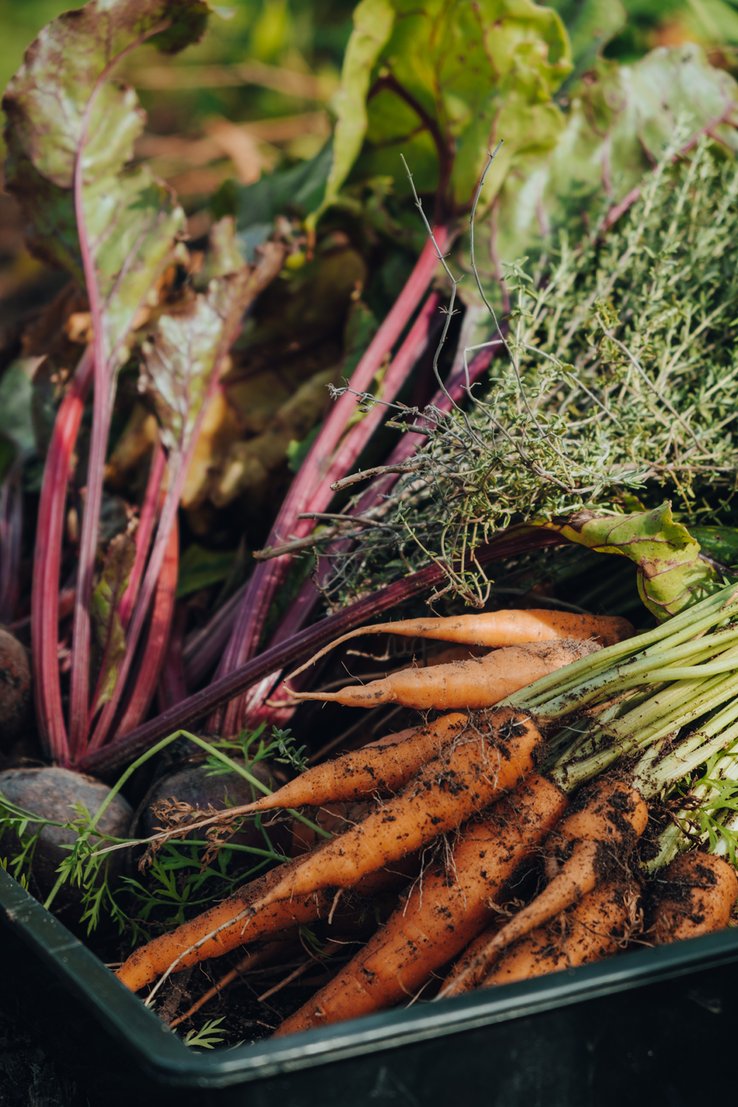 organice fresh produce from the gardens of Kwendalo Wellness Centre