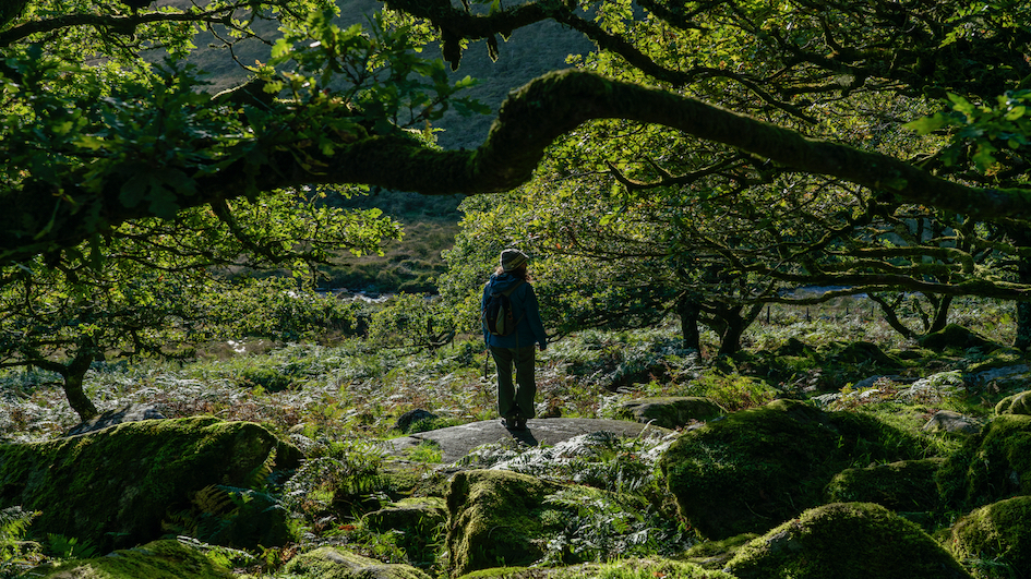 Wistmans Wood photo by William Parsons 1