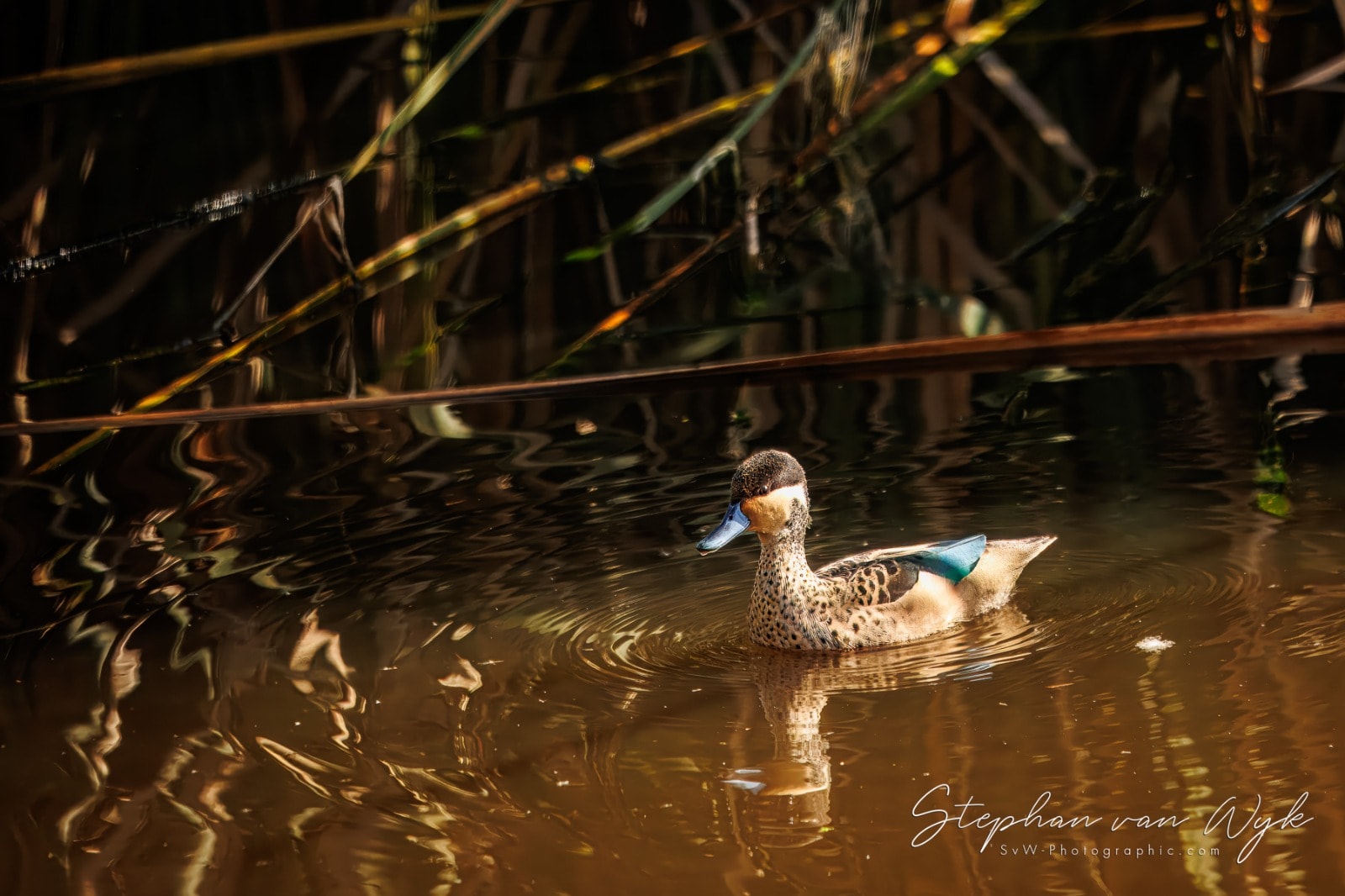 Blue Billed Teal at Kwendalo. Photo Stephan van Wyk jpeg